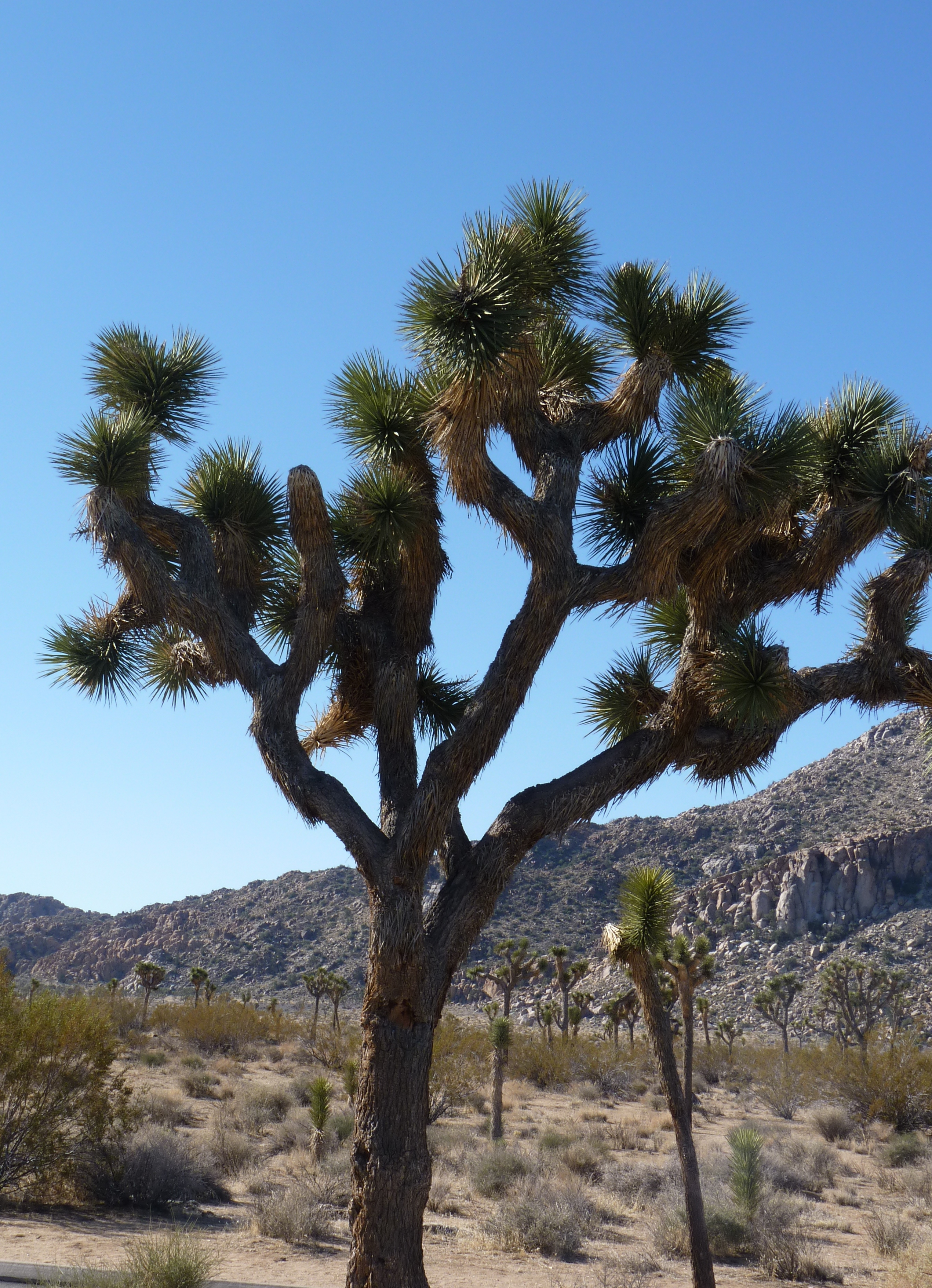Indain Wells 2012 016