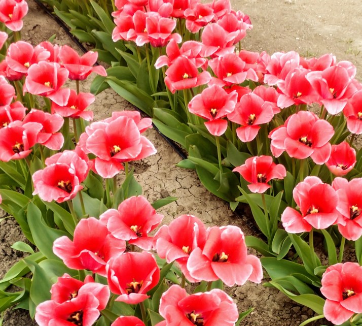 IMG_20190324_112228957 (1)