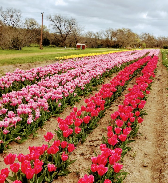 IMG_20190324_113259936_HDR (1)