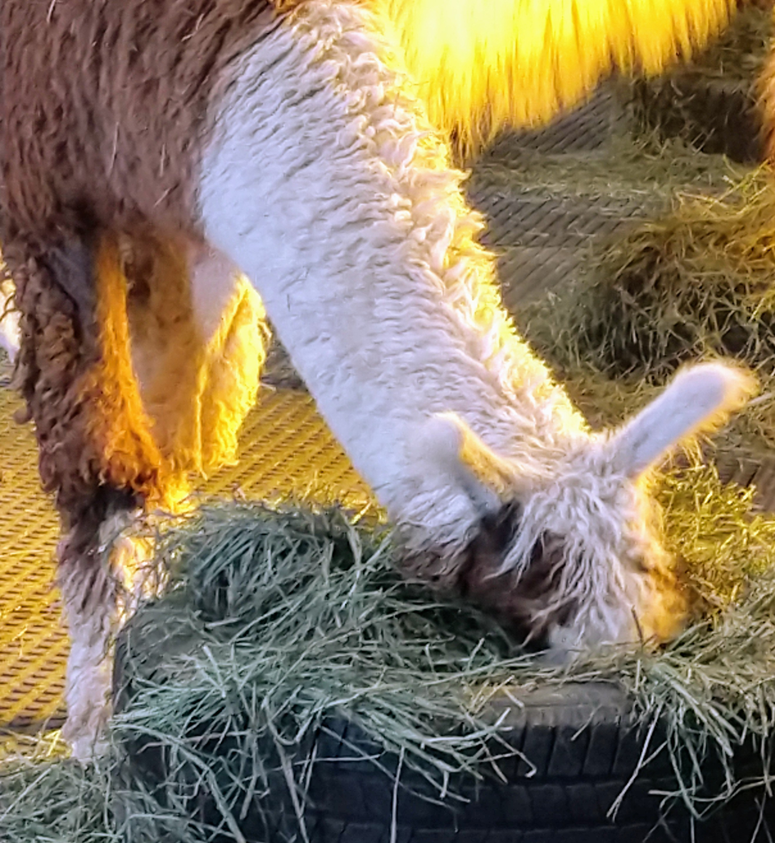 IMG_20190323_124811418