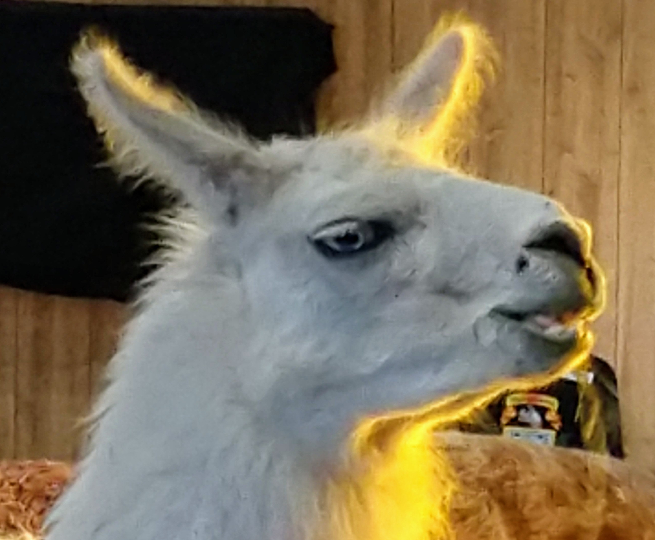 IMG_20190323_135451555