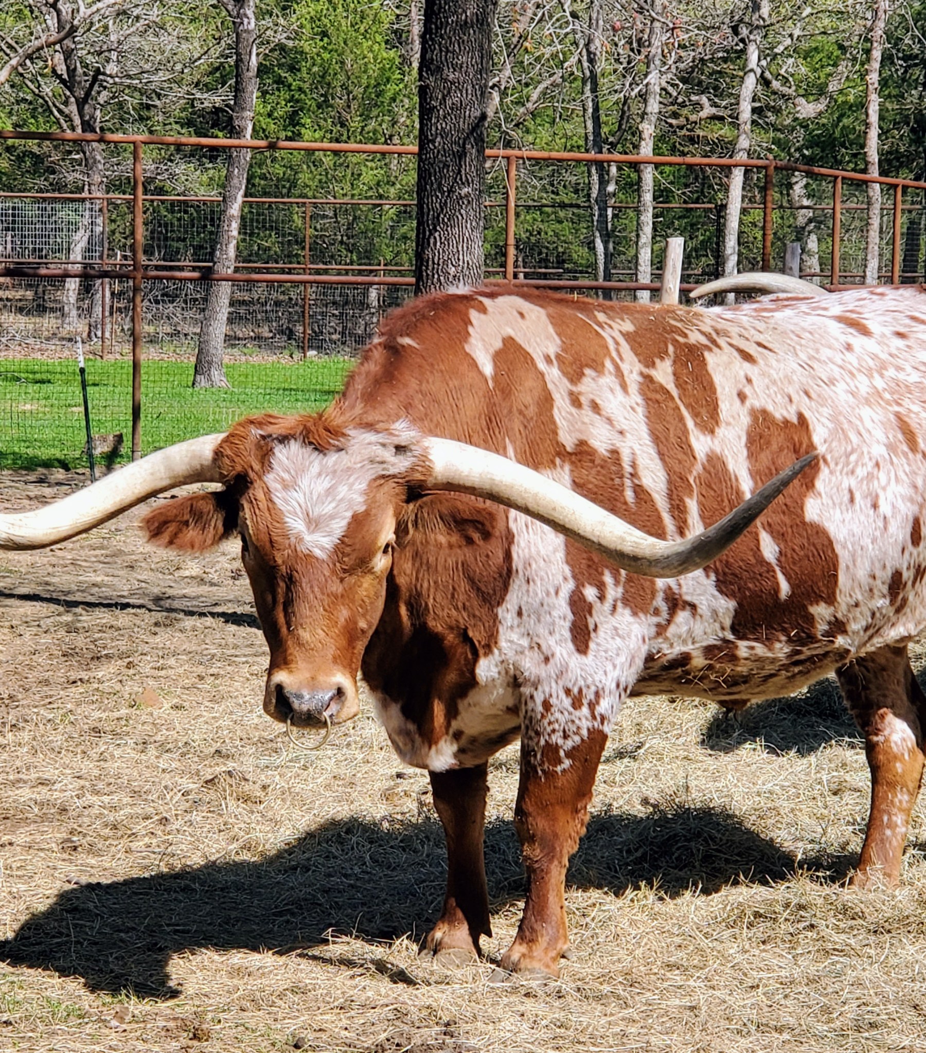 Meadow Ranch Oak Meadow Ranch | Southern Savvy